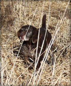 Polly female German Shorthaired Pointer